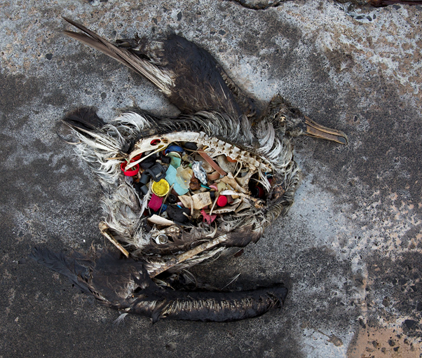 microplastics have been detected in foods such as seafood, salt and even in drinking water.