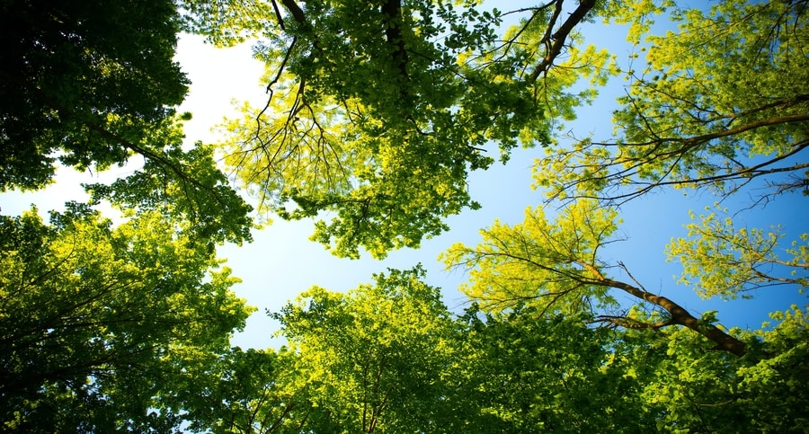 Reforestation