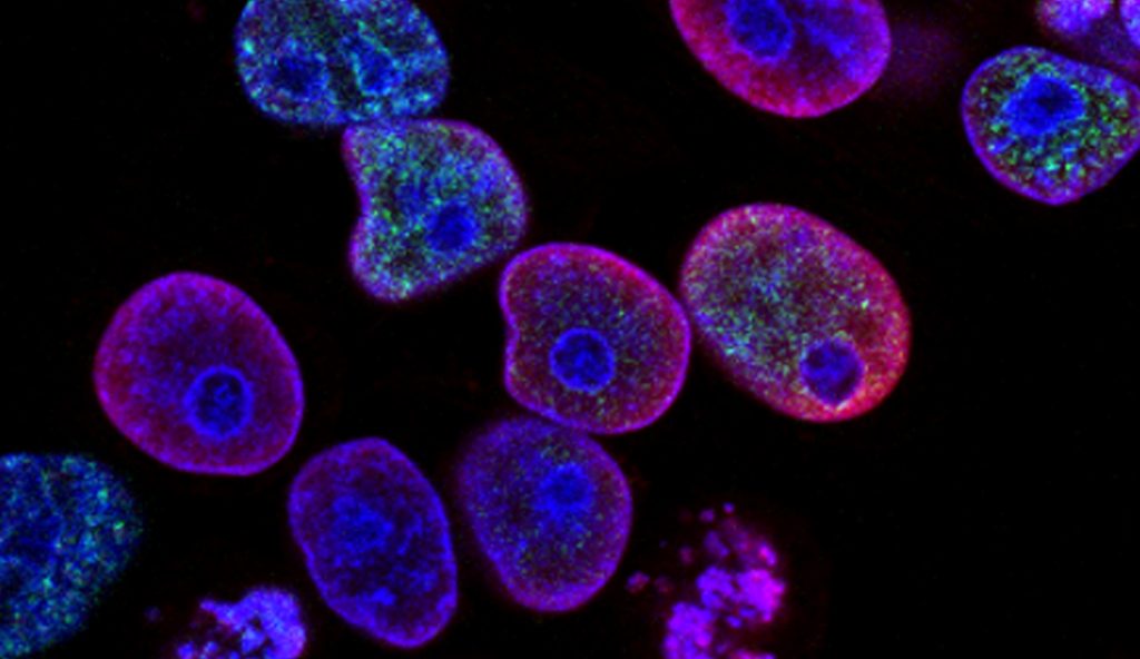 Animal cells, not necessarily affected by chemical weapons