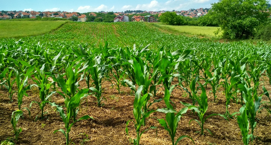 crop production in Ghana