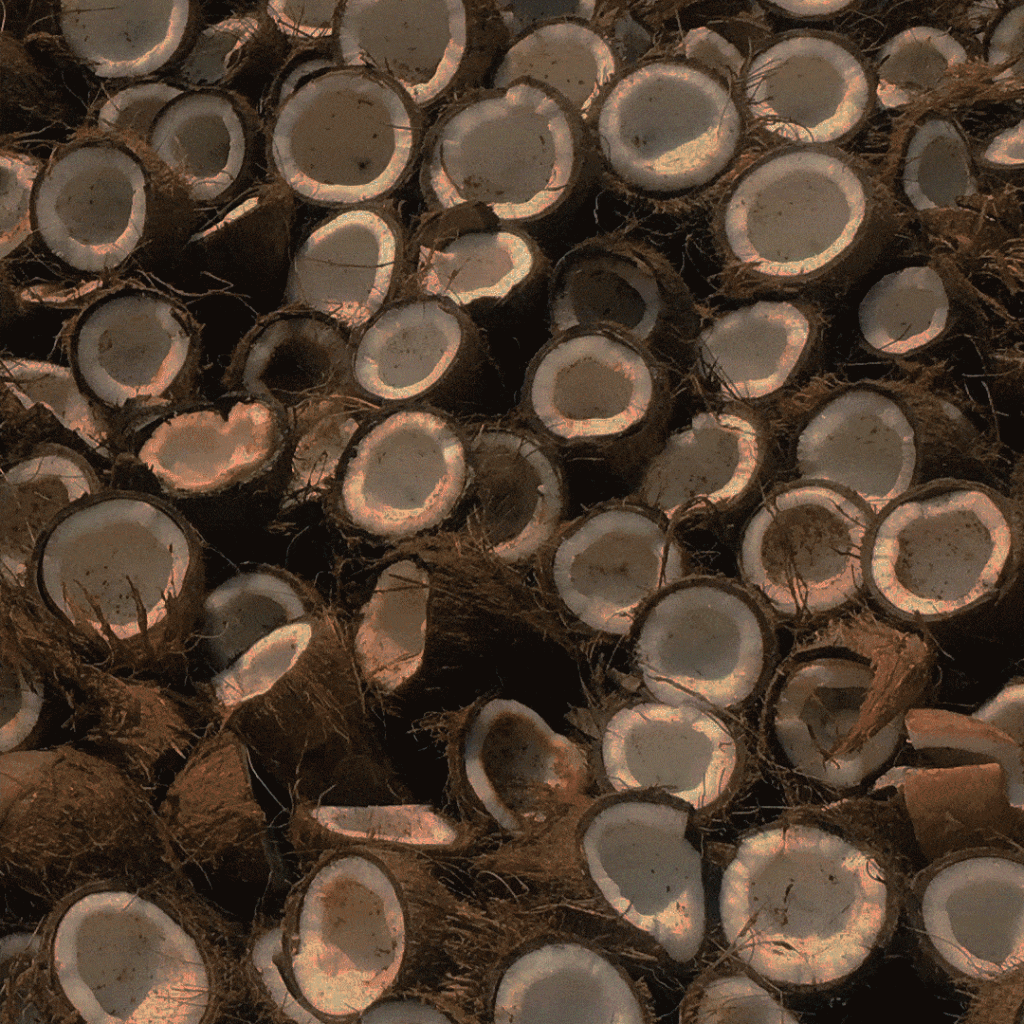 Sustainable agriculture. Coconut bio-waste can help produce sustainable fashion design material