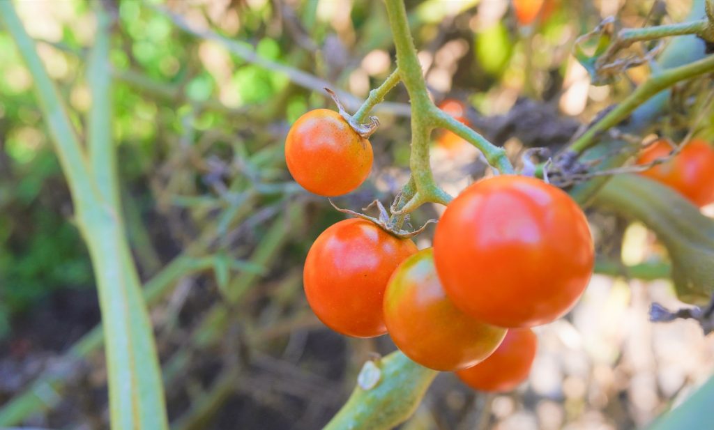 Home-grown Roma tomatoes, to help with living healthy and sustainably.