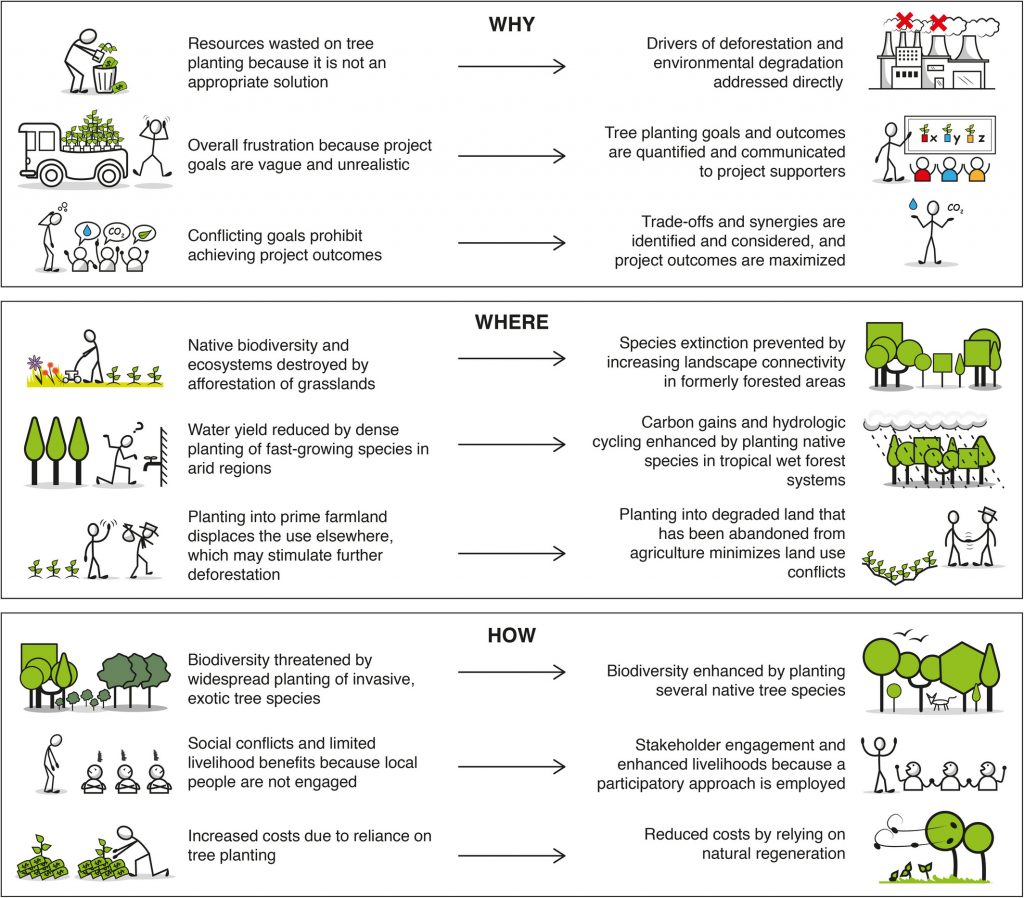 Ways that tree planting could lead to environmental degradation and the best practices for mitigating that risk through carbon sinks.