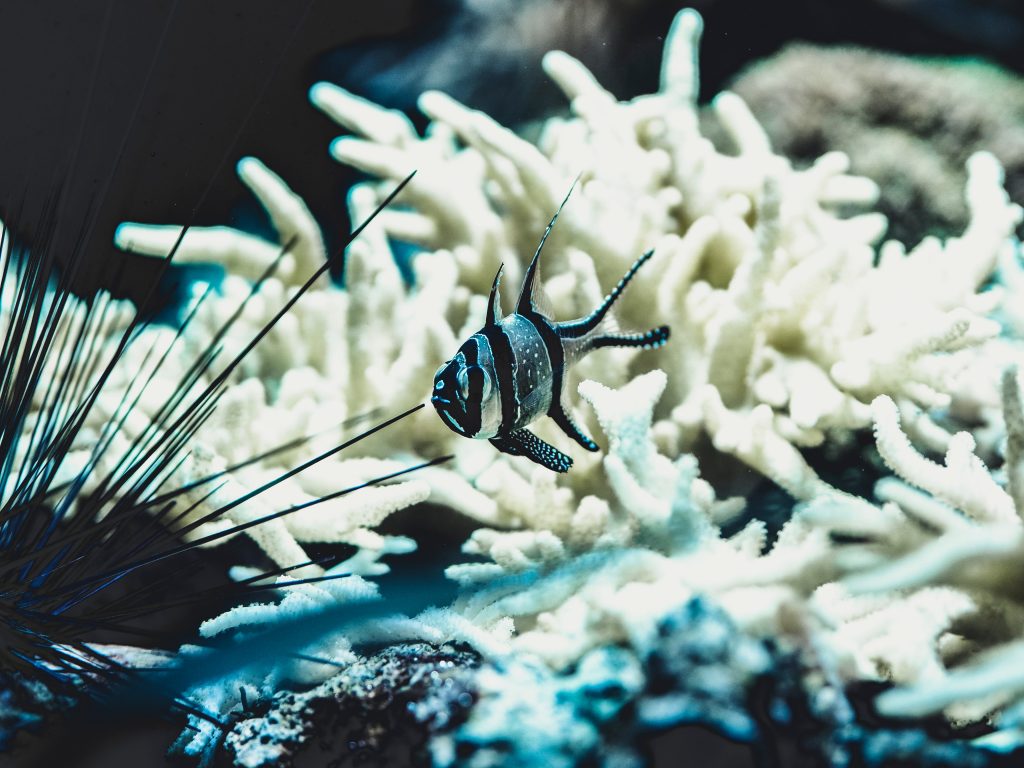 Bleached corals from sunscreen