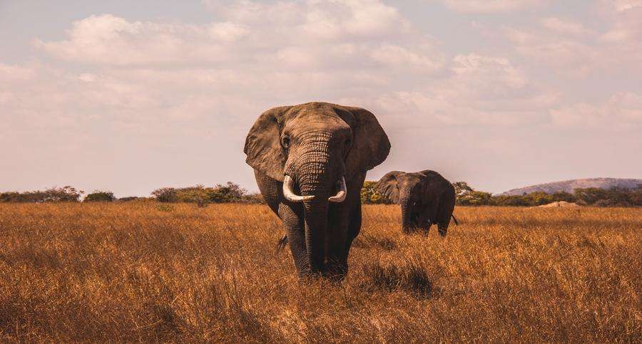 biodiversity loss