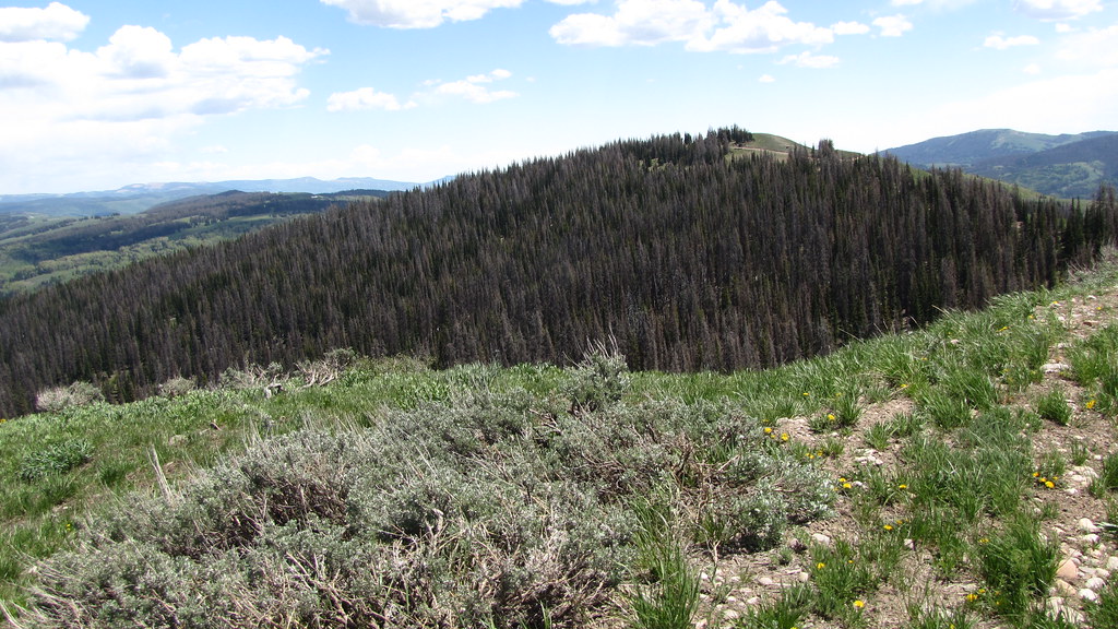 Evidence of reaching climate tipping points: Boreal forest shift