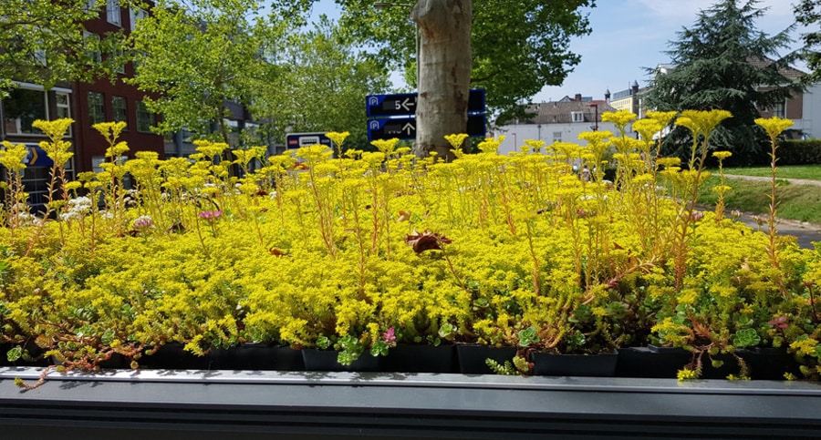 Bus stops for bees
