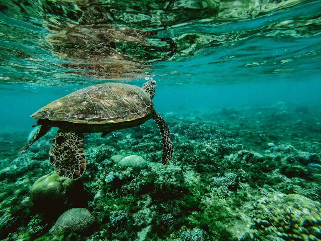 Sustainable packaging protecting marine life, such as turtles and coral reefs.