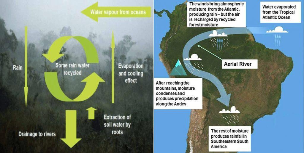The Amazon rainforest exists because of the water cycle and the sky rivers.