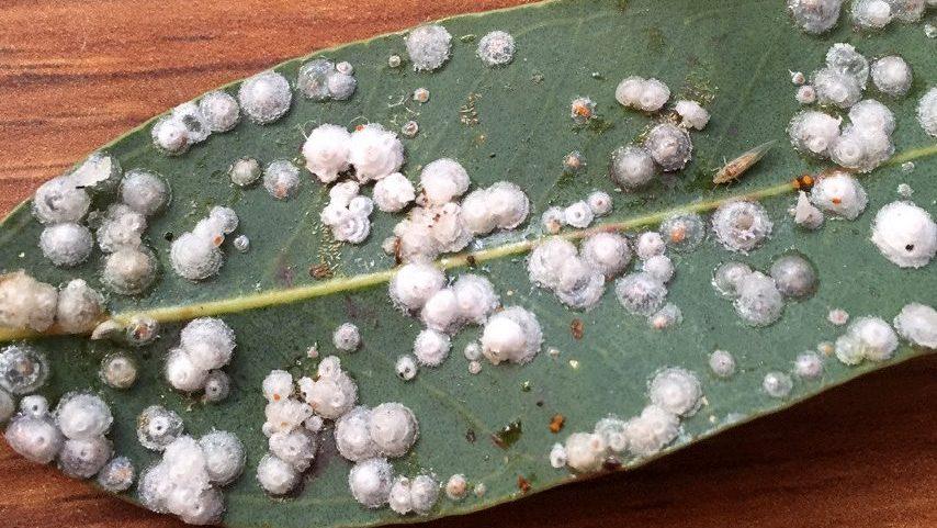 Lerp and the Psyllid insect