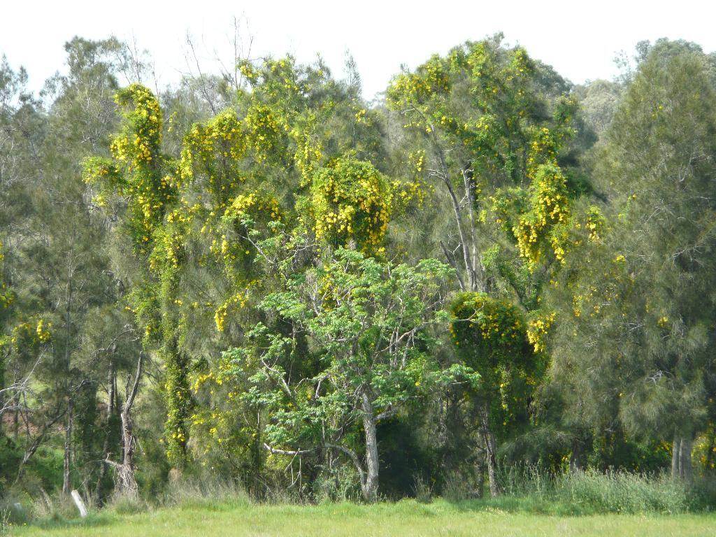Invasive plant the cat's claw overgrowing and taking over native vegetation.
