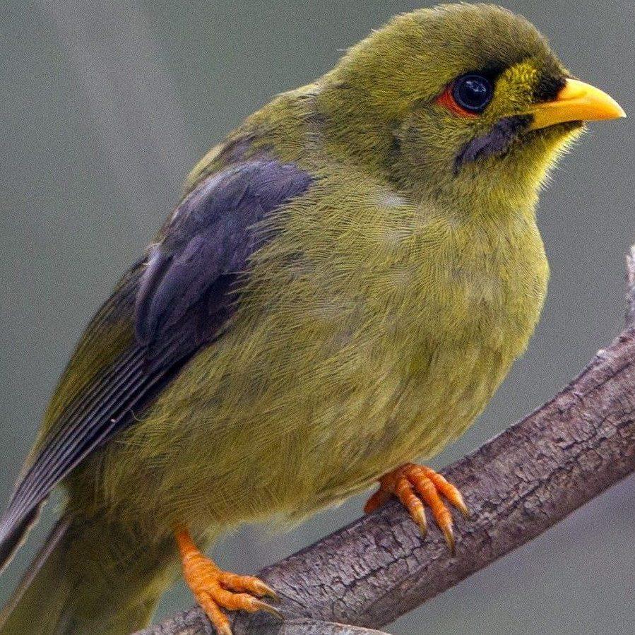 The Bell Miner. A native bird in Australian ecosystems, it has the potential to cause significant environmental damage to its own habitat with the help of an invasive plant.