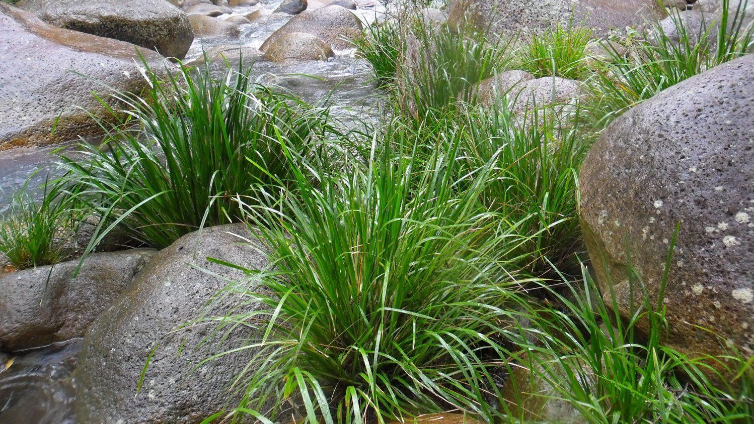 Lomandra stabilising creeks.