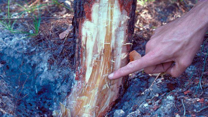 Soil fungus transmitted by alien plant species impact native vegetation.