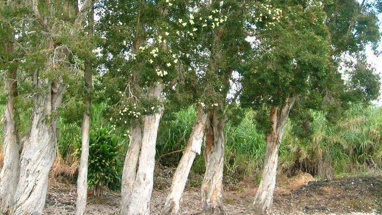 Australian native paperbark tree has become an invasive plant to everglade ecosystems in Florida.