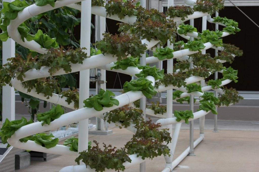 Hydroponics system in a vertical farm