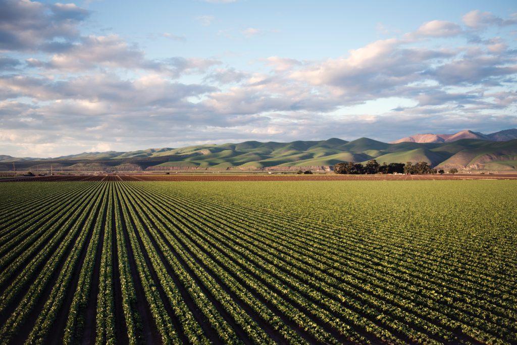 Reforestation and agriculture