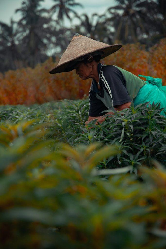 Rural women work on farms