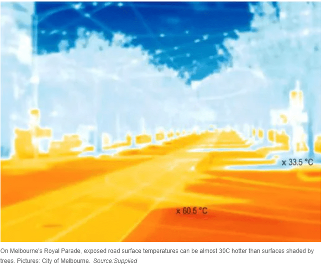 Trees have a significant impact on urban heat islands, cooling down their surroundings.