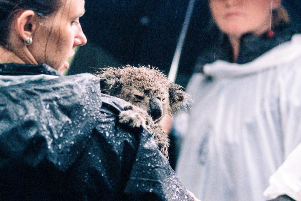Save the wildlife through climate action