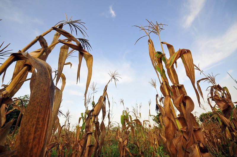Failed maize crop in Ghana.