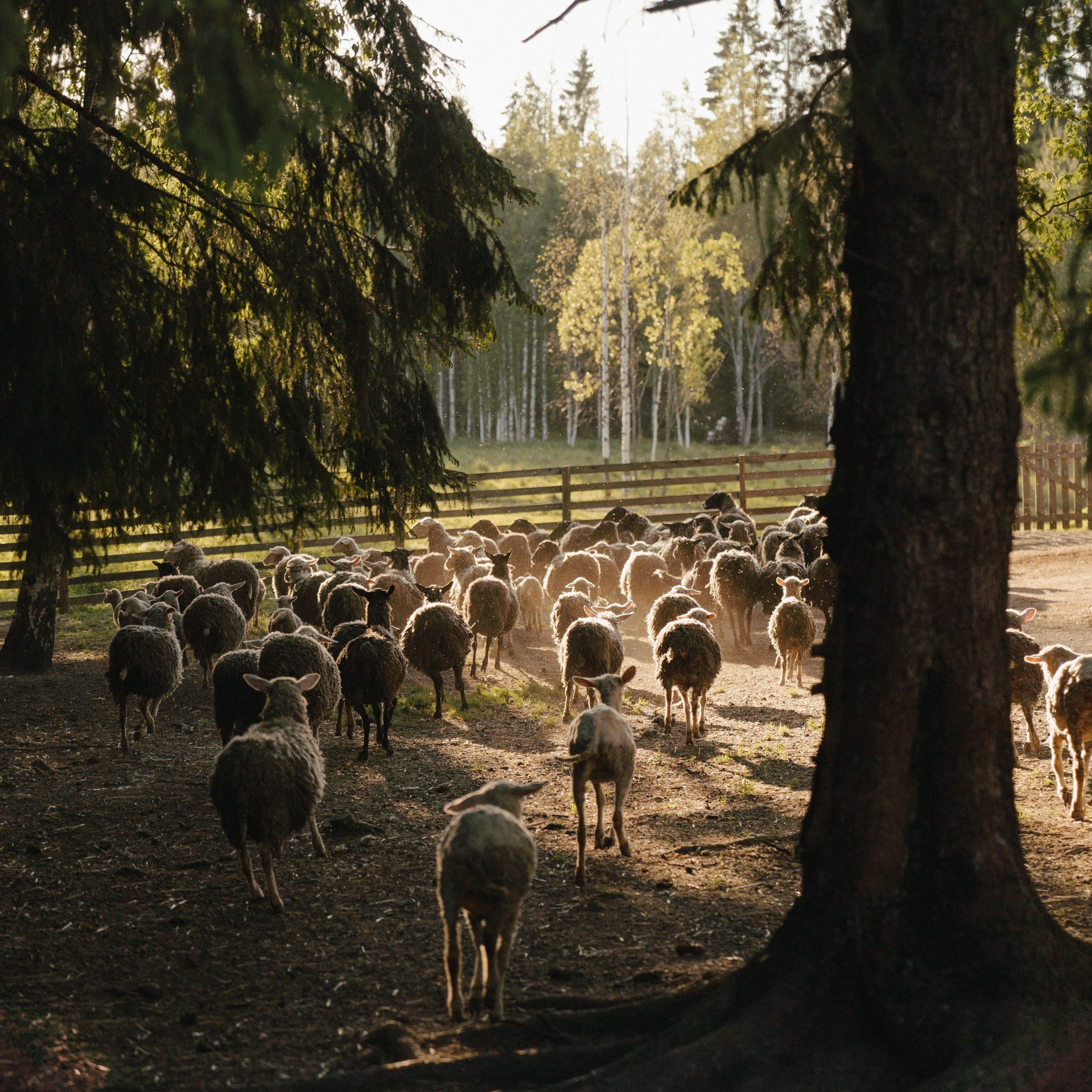 Silvopasture involves livestock sharing land with trees and other plants.