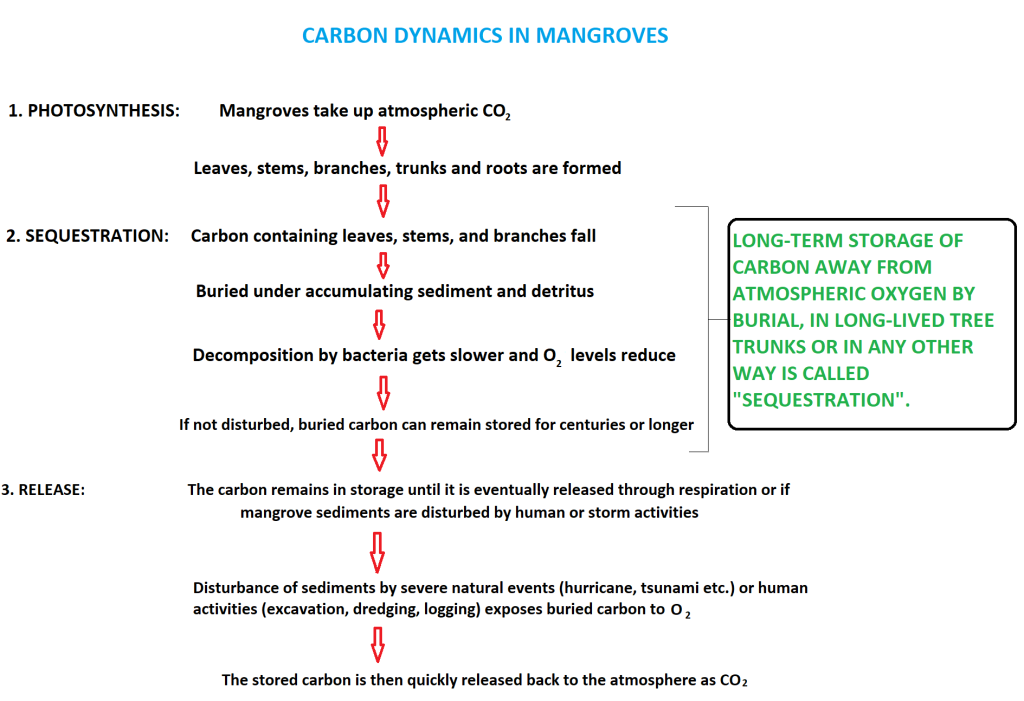 Pathway of carbon sequestration inside mangrove plants.