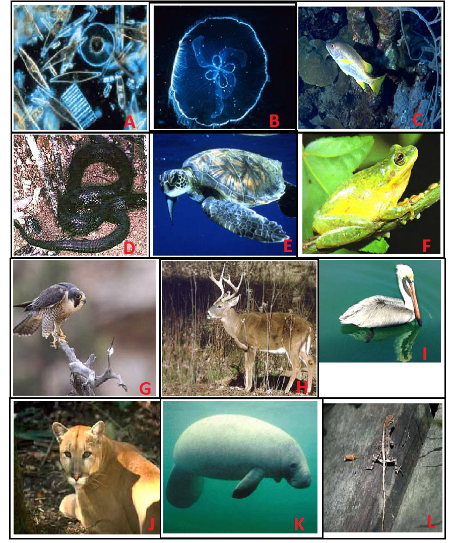 Mangroves house a variety of animal species.