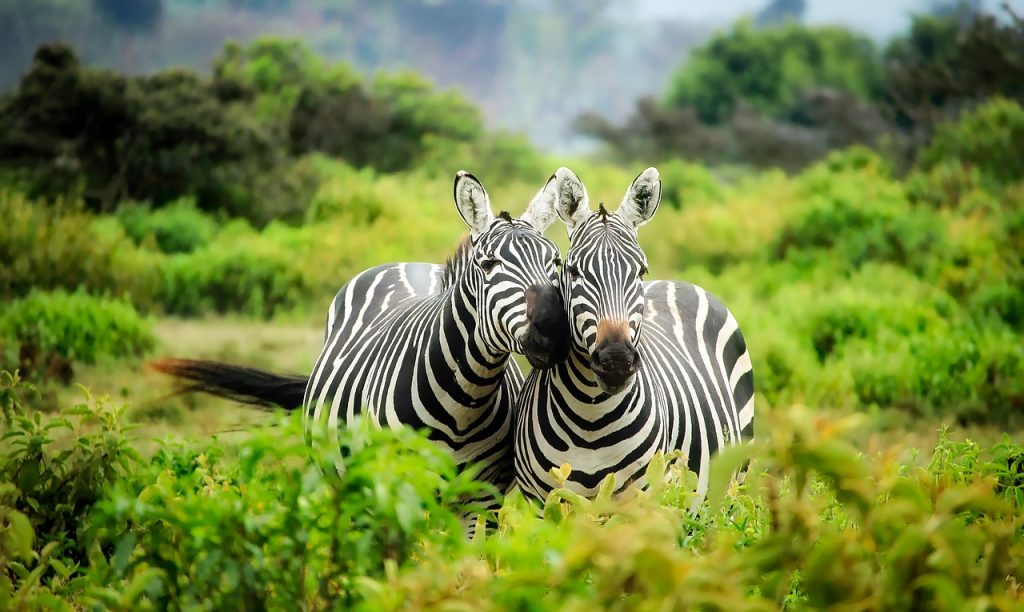 Zebras are protected by the wildlife protection act.