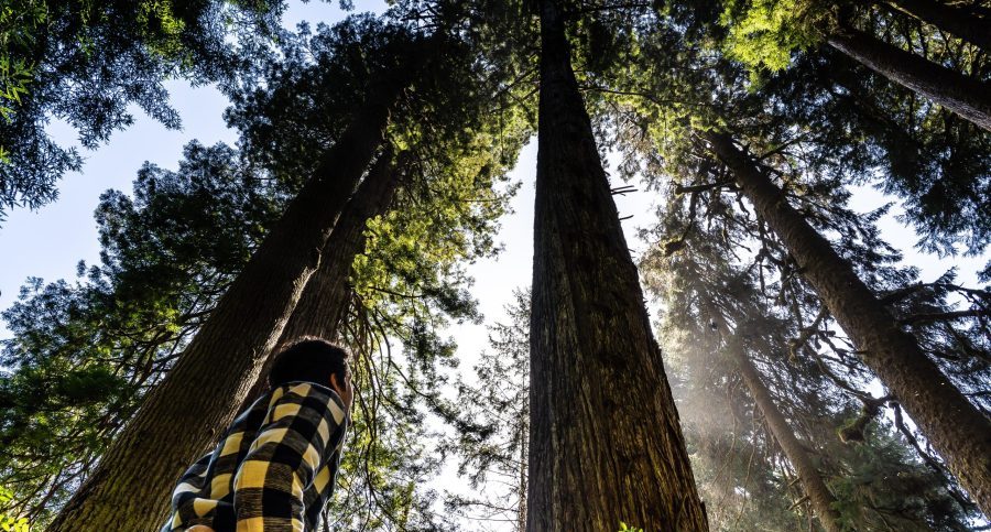 Giant trees in an old-growth forest