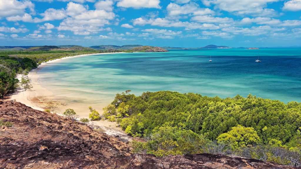 Mangroves on the ocean's coastline
