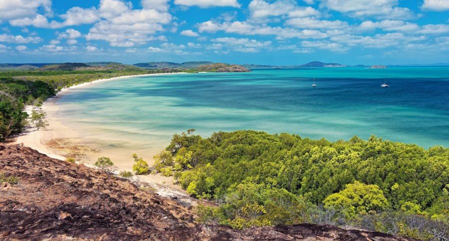 Mangroves on the coastline