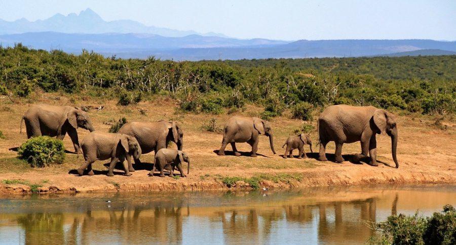 Conservation Areas Africa