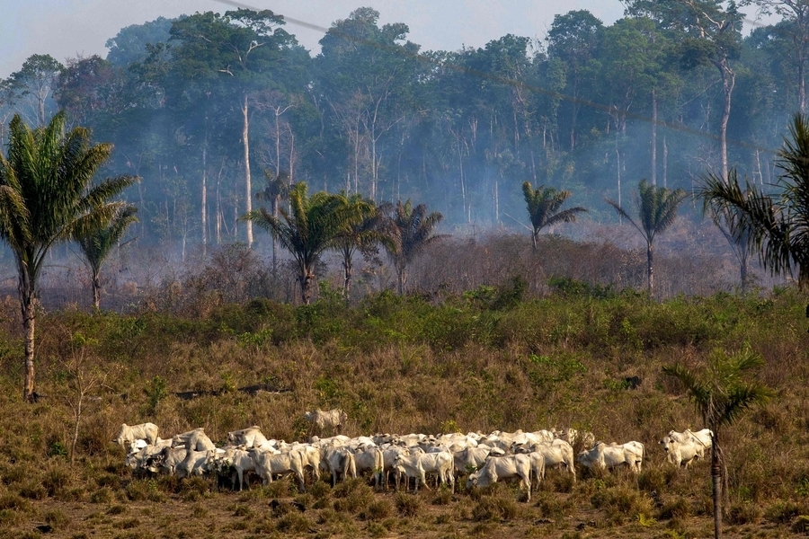 To introduce the theme of deforestation by cattle raising. To motivate the reader with an image that express cattle raising in the Brazilian Amazon as an ugly reality against the beauty of nature.