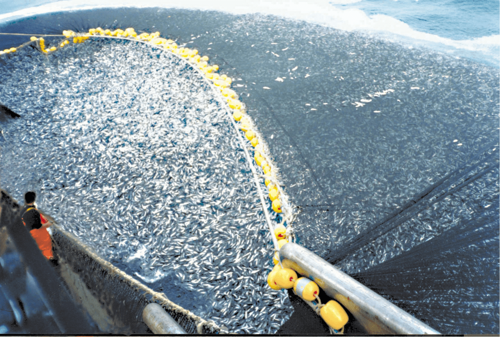 Demand for fish oil pills could lead to overfishing which directly impacts the task of solving world hunger.