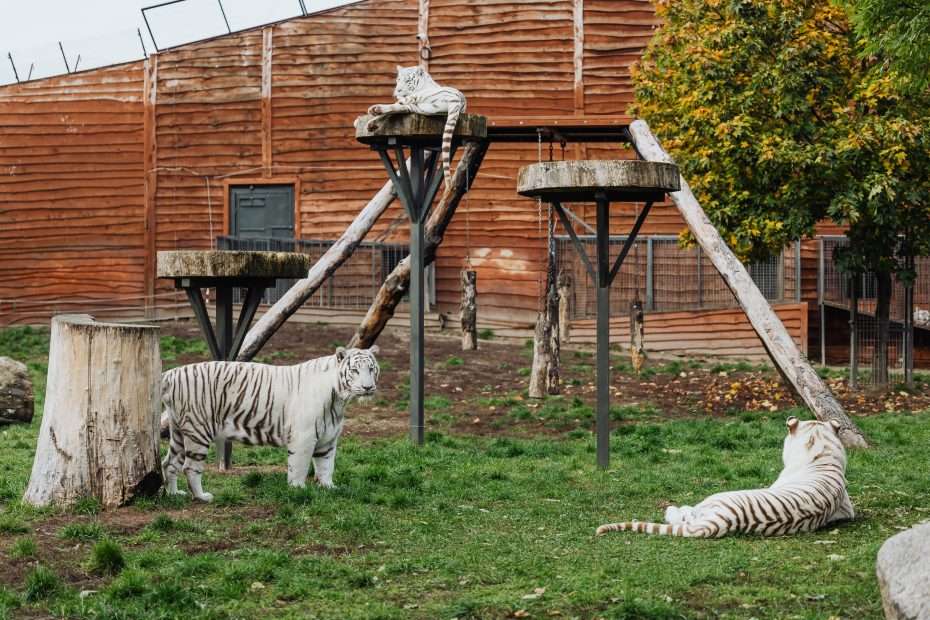 Big cats are not meant to be kept in captivity. Wildlife museums and petting zoos must be properly regulated.