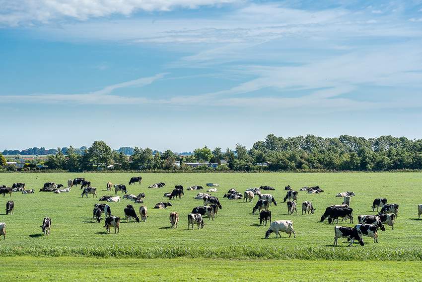 Cattle, a problematic food systems solution.