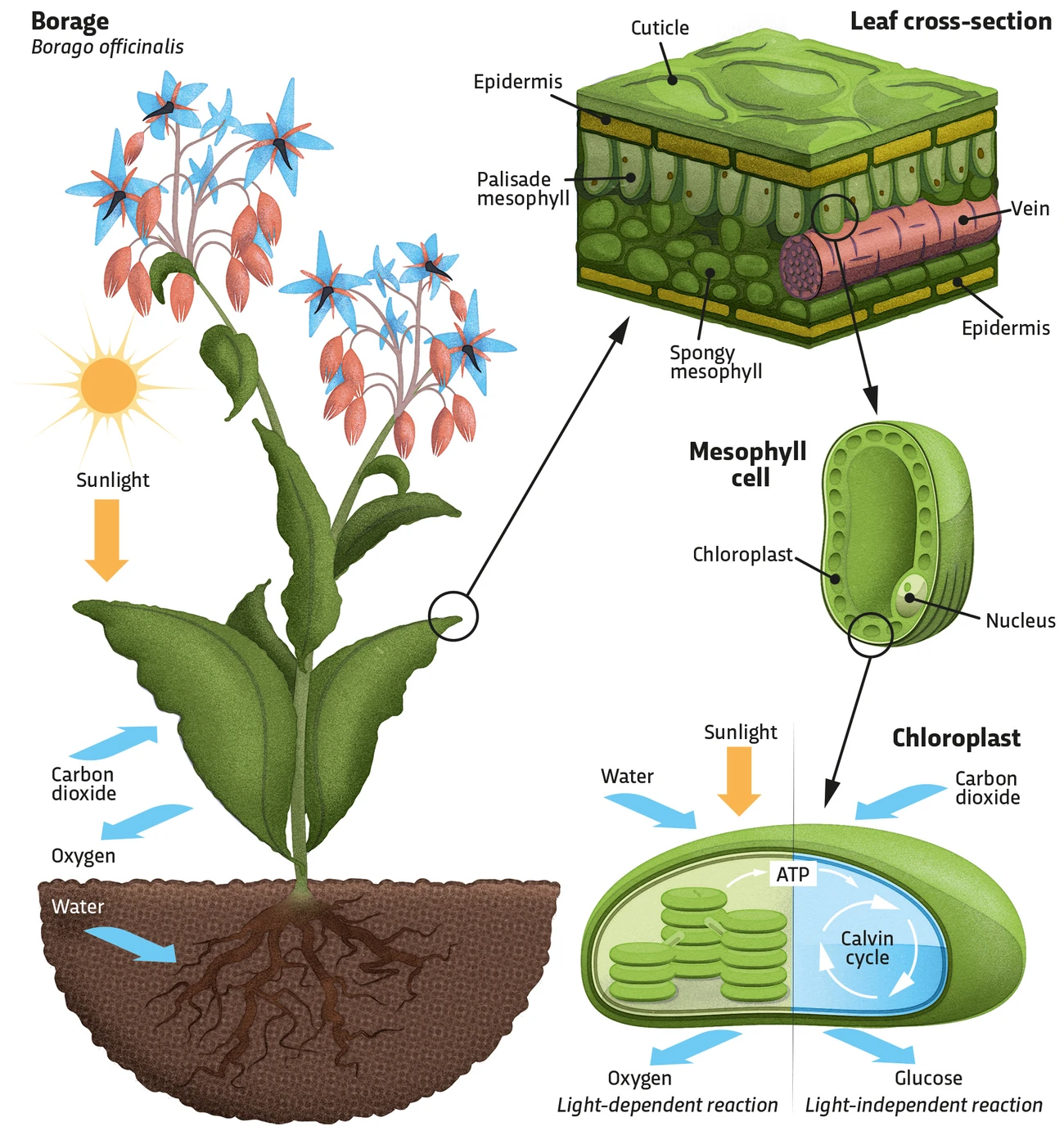 Plants mitigate climate change by absorbing carbon from the atmosphere