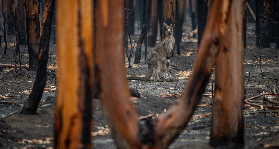 Climate Action in Australia
