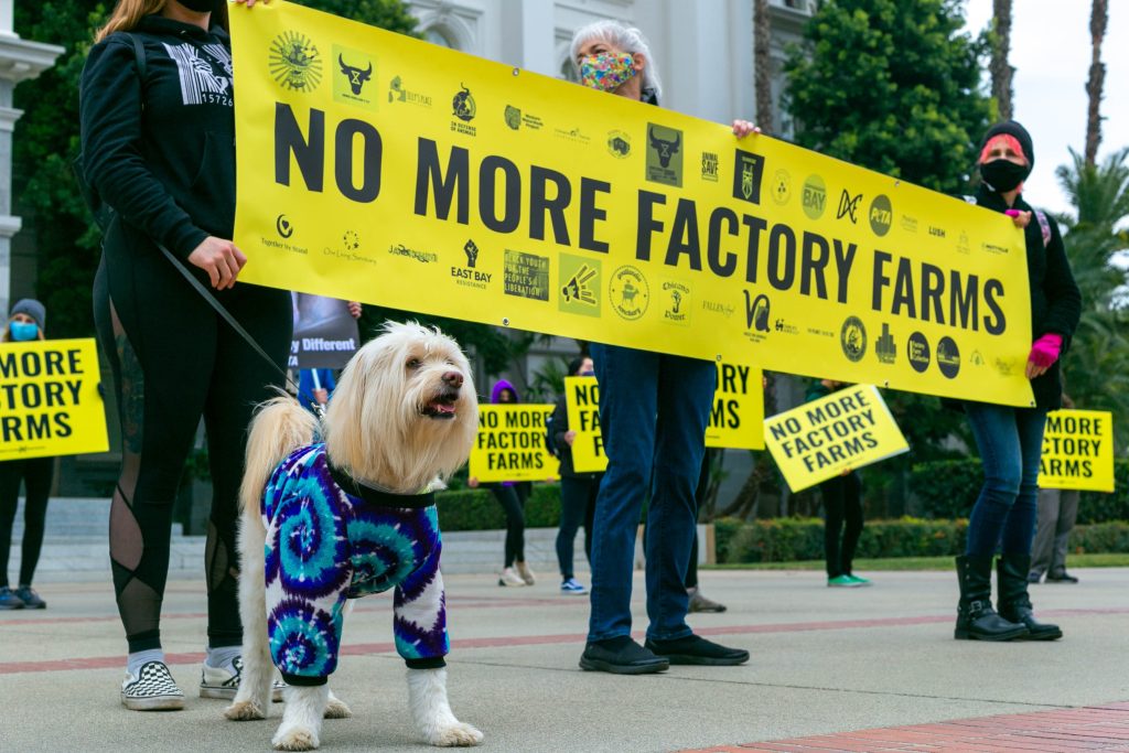 Sentient sea creatures, with domestic and wild animals poses many questions for animal factory farming.