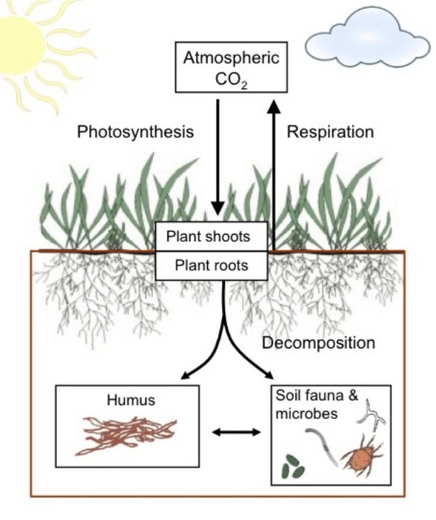 Soil biodiversity mitigates climate change by storing carbon underground