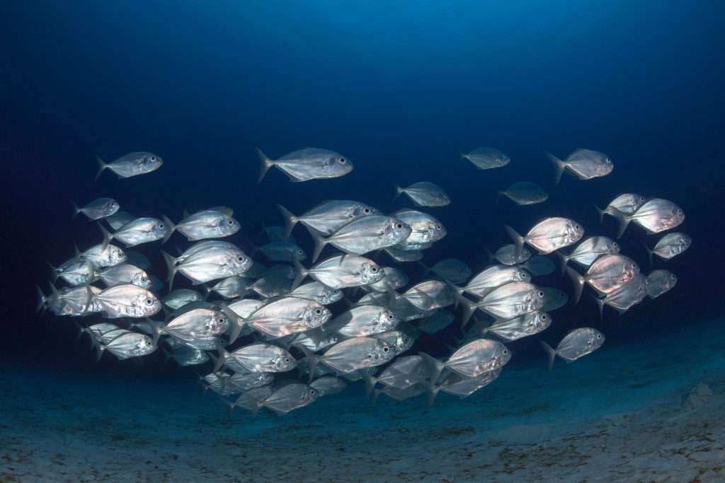 The debate over sentient sea creatures impacts upon all fishing practices. For example, fish that are not correctly stunned when taken out of water can suffer up to 14 minutes of suffocation.