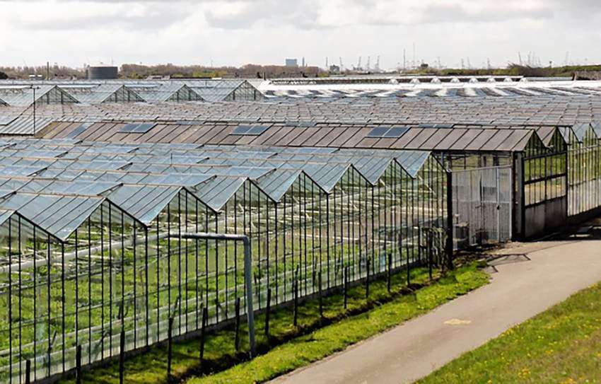 Advanced farming practices in the Netherlands.