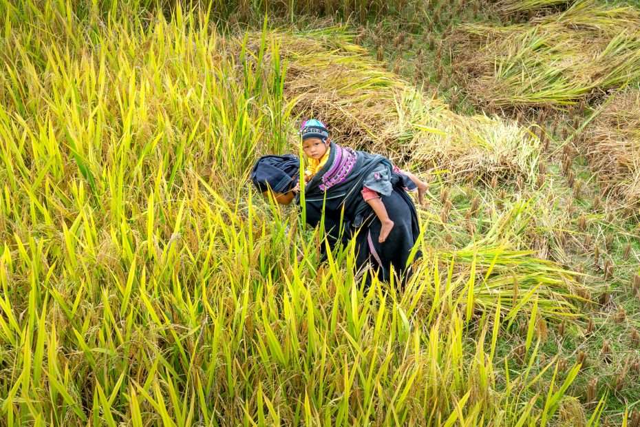 Agriculture is one of the most effective ways to end poverty by targetting smallholdings and impoverished rural communities.