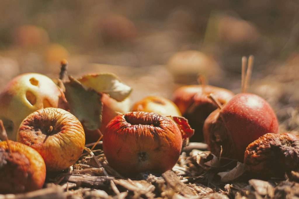 One of the basic facts of food waste comes from produce left in fields.