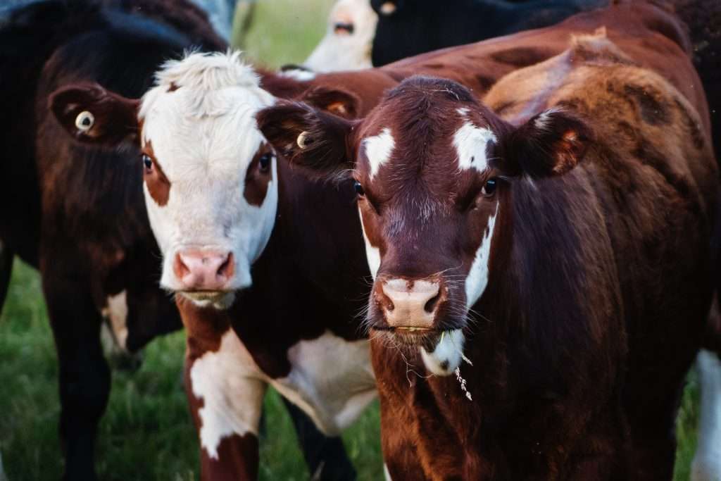 Plant-based meat and lab-grown meat could help mitigate global warming immensely.