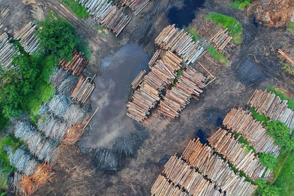 Plant-based meat and lab-grown meat alternatives could help reduce deforestation.