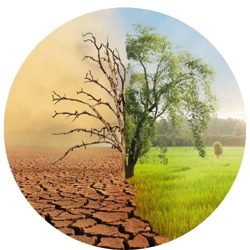 An image of a tree in drought and flourishing. Thrivable voting ensures that our environment flourishes rather than suffers.