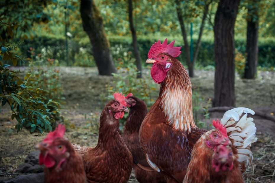How stricter animal welfare laws benefit everyone.