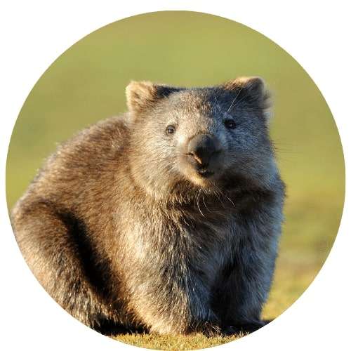A picture of a cute, small, native, fuzzy animal. Thrivable voting means to vote with you conscience when it comes to the environment.